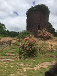 Rosenbl&uuml;te auf der Ebersburg (Foto: Verein f&uuml;r lebendiges Mittelalter)