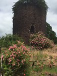 Rosenbl&uuml;te auf der Ebersburg (Foto: Verein f&uuml;r lebendiges Mittelalter)