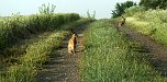 Feldhasen am Sommermorgen (Foto: U.Reinboth)