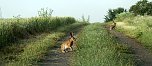 Feldhasen am Sommermorgen (Foto: U.Reinboth)