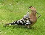 Wiedehopf zu Besuch im Garten (Foto: Familie Severin)