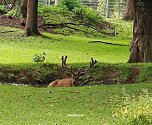 Impressionen im sommerlichen Stadtpark (Foto: Peter Blei)