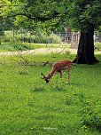Impressionen im sommerlichen Stadtpark (Foto: Peter Blei)