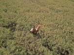 Gestellt im Feld - Kalb wurde nach neun Wochen wieder eingefangen (Foto: S. Dietzel)