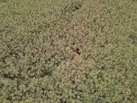 Gestellt im Feld - Kalb wurde nach neun Wochen wieder eingefangen (Foto: S. Dietzel)