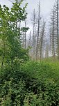 Impressionen vom Wegesrand (Foto: R&uuml;diger Neitzke)