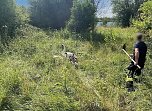 Schwanenfamilie erkundet ihre Umwelt (Foto: Feuerwehr Oldisleben/Sachsenburg)