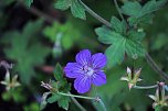 Unterwegs in Wald und Wiese (Foto: P.Blei)