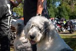 F&uuml;r die gute Sache durch den Harz - rund 80 Motorr&auml;der nahmen am "Ride for Charity" teil (Foto: Nicole Mattern)