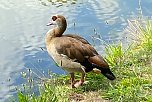 Nilgans an Großen Teich im Sondershäuser Schlosspark (Foto: Wolfgang Lehmann) Nilgans an Großen Teich im Sondershäuser Schlosspark (Foto: Wolfgang Lehmann)