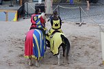 Hochprofessionelle Reitershow mit "Wenzel Ritterspiele" (Foto: Eva Maria Wiegand)