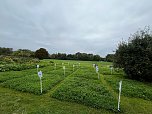 Sensenmeisterschaft in Kehmstedt (Foto: Andreas Liesegang)