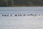Erster Besuch der Saison (Foto: Peter Blei)