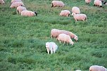 Erster Besuch der Saison (Foto: Peter Blei)