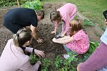 Ernte bei der "Gem&uuml;seackerdemie" des F&ouml;rderzentrums Pestalozzi (Foto: agl)