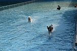 Hundebaden im Salzaquellbad (Foto: agl) Hundebaden im Salzaquellbad (Foto: agl)