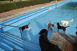 Hundebaden im Salzaquellbad (Foto: agl) Hundebaden im Salzaquellbad (Foto: agl)