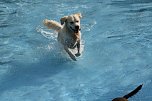 Hundebaden im Salzaquellbad (Foto: agl) Hundebaden im Salzaquellbad (Foto: agl)