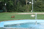 Hundebaden im Salzaquellbad (Foto: agl) Hundebaden im Salzaquellbad (Foto: agl)