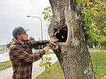 50 B&auml;ume m&uuml;ssen in Leinefelde und Worbis bis Ende Februar fallen (Foto: Stadt Leinefelde-Worbis)