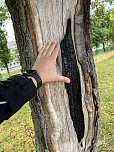 50 B&auml;ume m&uuml;ssen in Leinefelde und Worbis bis Ende Februar fallen (Foto: Stadt Leinefelde-Worbis)