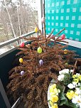 Ein Baum f&uuml;r alle Jahreszeiten (Foto: Bernd Thielbeer)