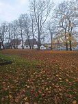 Laub auf dem Hauptfriedhof (Foto: P.Blei)