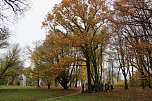 Artistik zwischen Baum und Borke - im Park Hohenrode lud man zu einem k&uuml;nsterlischen Waldspaziergang (Foto: agl)