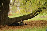 Artistik zwischen Baum und Borke - im Park Hohenrode lud man zu einem k&uuml;nsterlischen Waldspaziergang (Foto: agl)