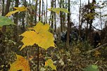 Artistik zwischen Baum und Borke - im Park Hohenrode lud man zu einem k&uuml;nsterlischen Waldspaziergang (Foto: agl)