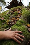Artistik zwischen Baum und Borke - im Park Hohenrode lud man zu einem k&uuml;nsterlischen Waldspaziergang (Foto: agl)