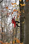 Artistik zwischen Baum und Borke - im Park Hohenrode lud man zu einem k&uuml;nsterlischen Waldspaziergang (Foto: agl)