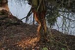 Biberbau-Drainage in der Salza (Foto: agl)