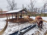Hundeschlittenrennen im Harz (Foto: Peter Blei)