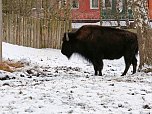 Hundeschlittenrennen im Harz (Foto: Peter Blei)