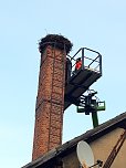 Windeh&auml;user Storchennest wird f&uuml;r den Fr&uuml;hling repariert (Foto: Enrico Hoffmann)