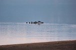 Besuch am Stausee (Foto: P.Blei)