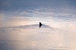 Besuch am Stausee (Foto: P.Blei)