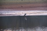 Besuch am Stausee (Foto: P.Blei)