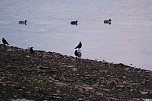 Besuch am Stausee (Foto: P.Blei)