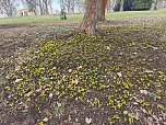 Fr&uuml;hlingsvorboten im Stadtpark und im Park Hohenrode (Foto: Peter Blei)
