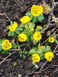 Fr&uuml;hlingsvorboten im Stadtpark und im Park Hohenrode (Foto: Peter Blei)