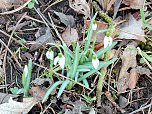 Fr&uuml;hlingsvorboten im Stadtpark und im Park Hohenrode (Foto: Peter Blei)