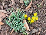 Fr&uuml;hlingsvorboten im Stadtpark und im Park Hohenrode (Foto: Peter Blei)