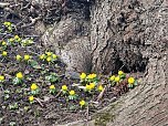 Fr&uuml;hlingsvorboten im Stadtpark und im Park Hohenrode (Foto: Peter Blei)