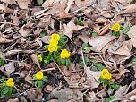 Fr&uuml;hlingsvorboten im Stadtpark und im Park Hohenrode (Foto: Peter Blei)