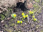 Fr&uuml;hlingsvorboten im Stadtpark und im Park Hohenrode (Foto: Peter Blei)