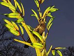 Magische Lichterwelten in Halle (Foto: P.Blei)