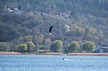 Storch und Co. am Stausee Kelbra (Foto: Peter Blei)