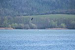 Storch und Co. am Stausee Kelbra (Foto: Peter Blei)